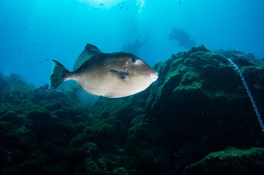 Diver with grouper