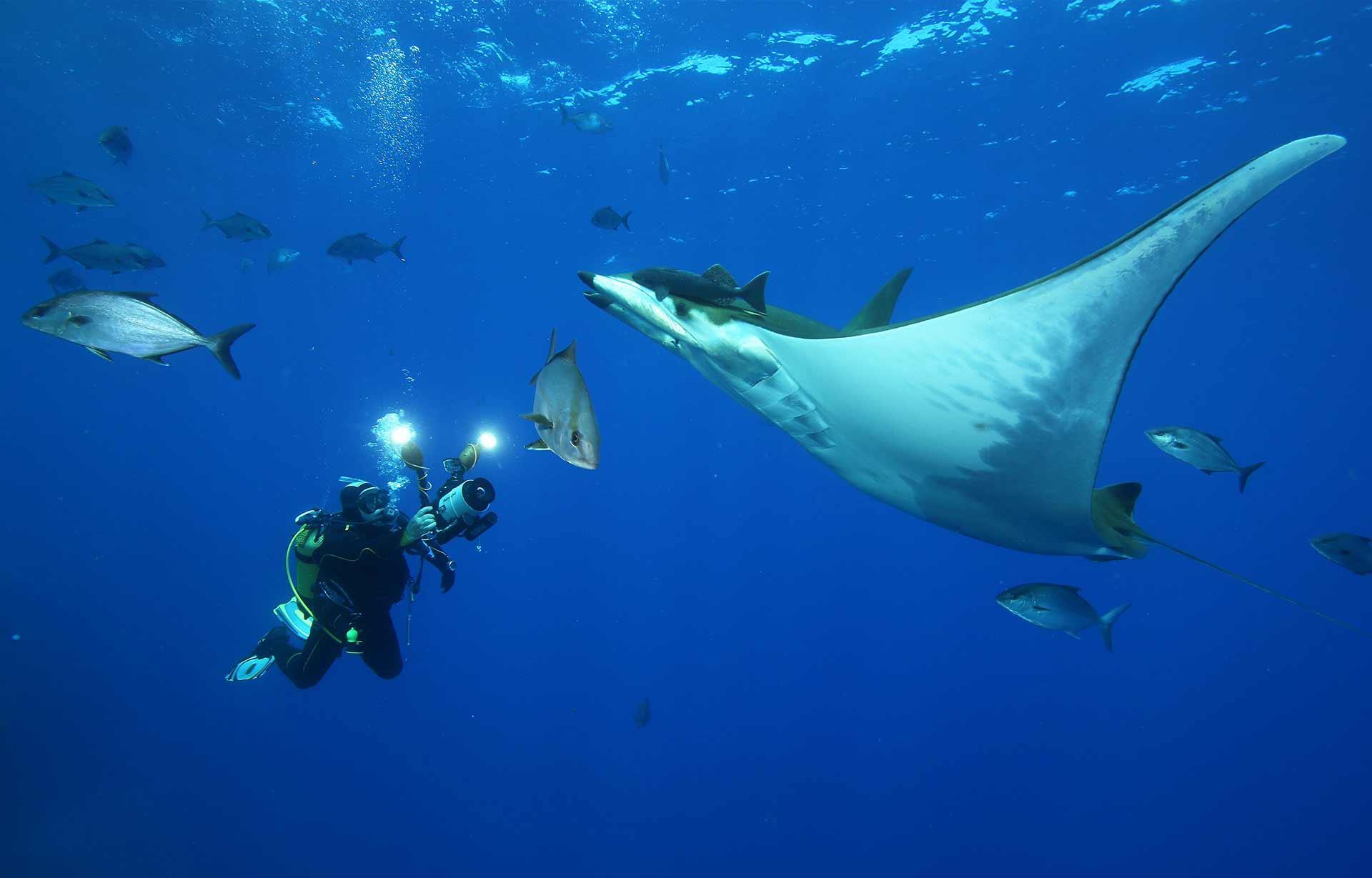 Diver