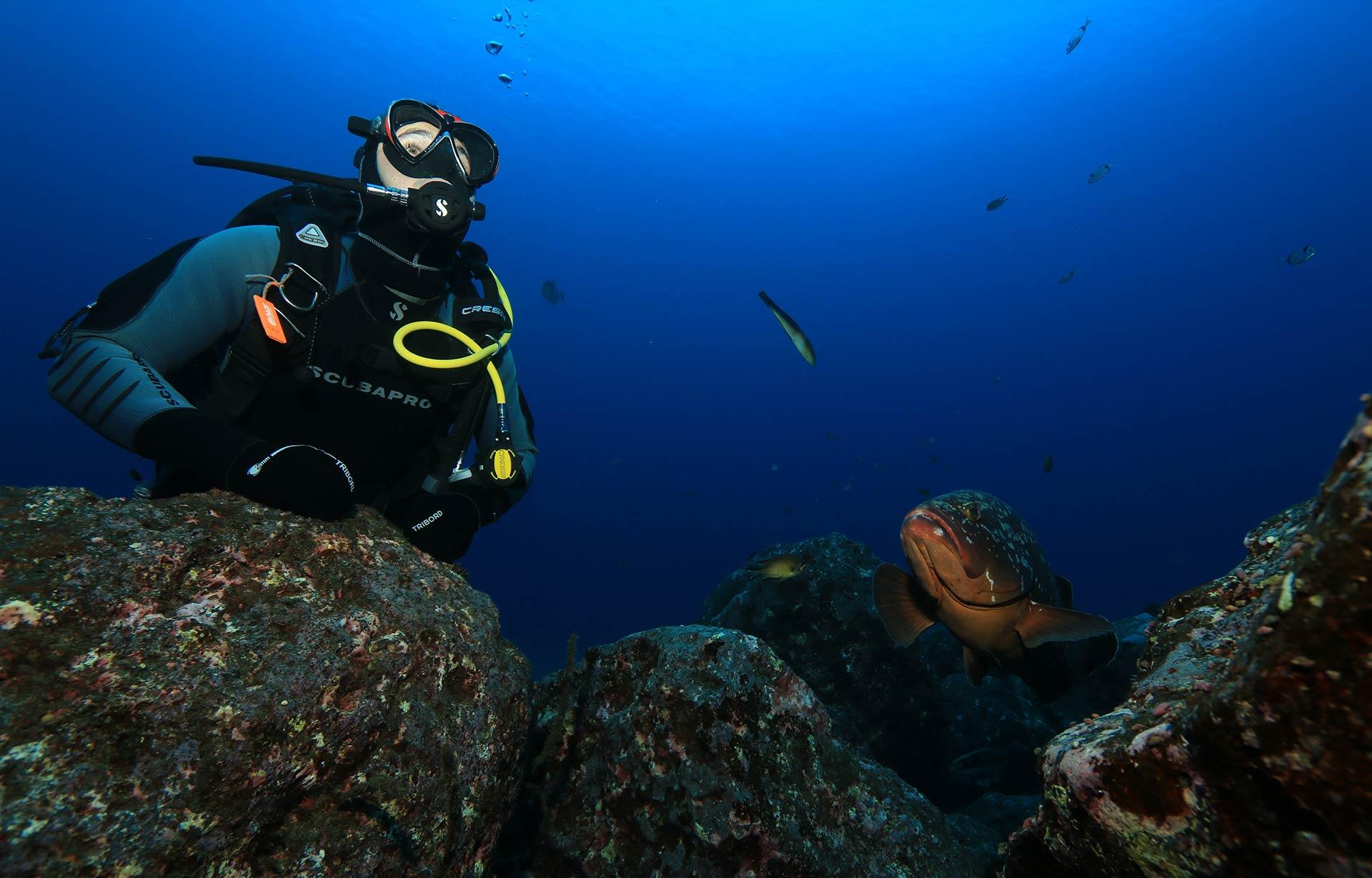 Diver