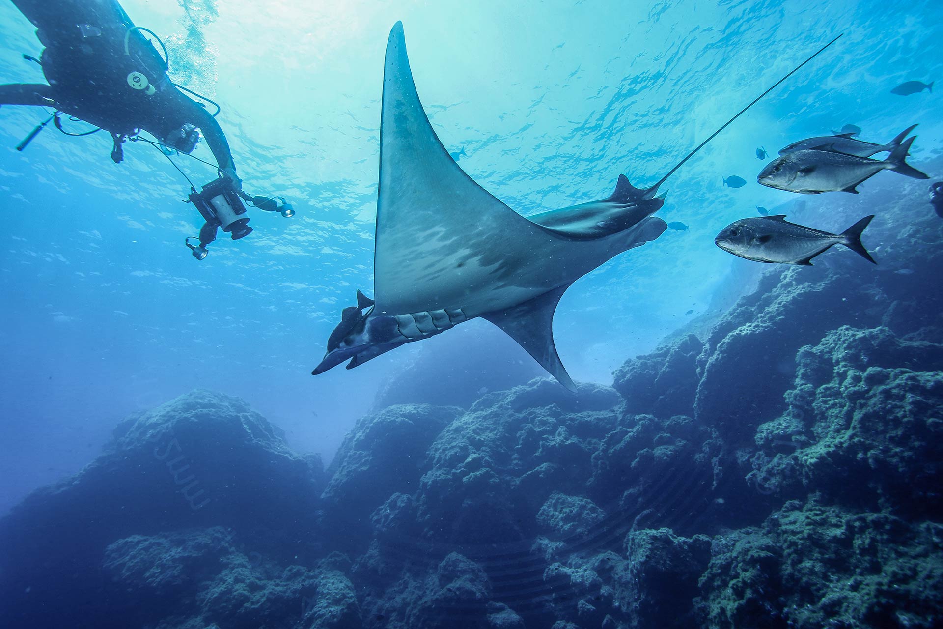 Manta ray dive